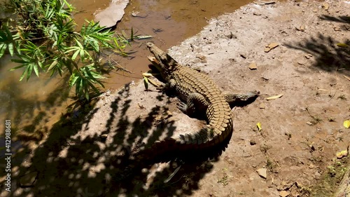 Crocodiles in Nosy Be in Madagascar. Africa.