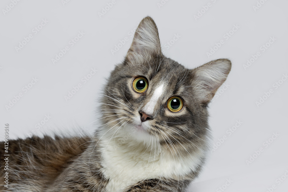 Close-up portrait of a young fluffy cat of dark color with stripes on a gray background. Close-up portrait of a young cat on a gray background