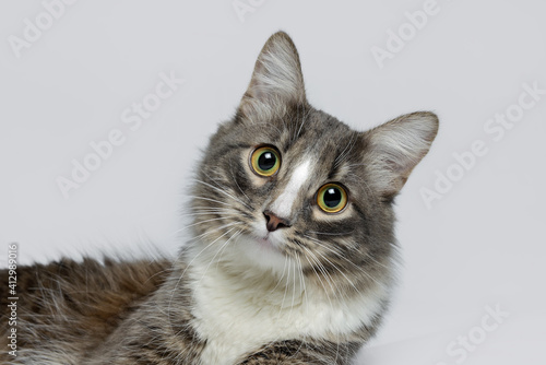 Close-up portrait of a young fluffy cat of dark color with stripes on a gray background. Close-up portrait of a young cat on a gray background © FedotovAnatoly