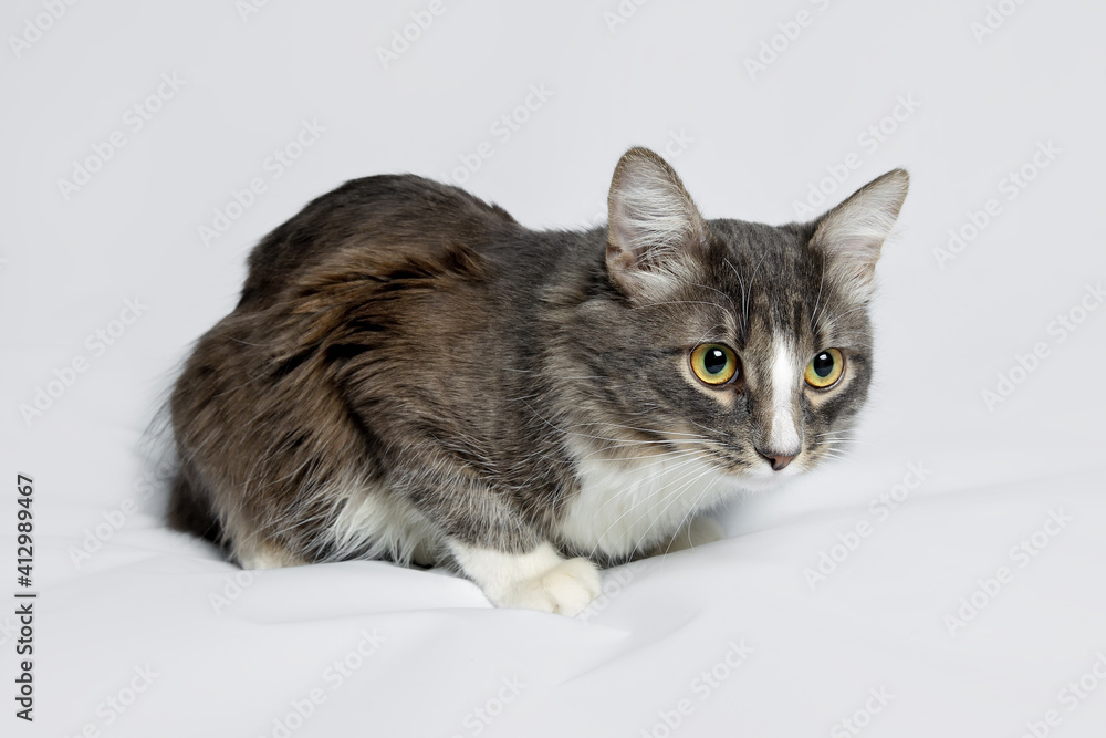 Young fluffy cat of a dark color with stripes lies on a gray background. Studio portrait of a young cat on a gray background