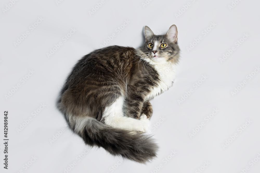 Young fluffy cat of a dark color with stripes lies on a gray background. Studio portrait of a young cat on a gray background