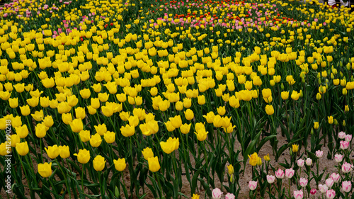 Tulips in full bloom in the park