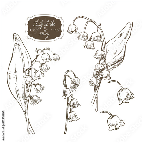Hand drawn vector illustration of lily of the valley. Engraved herb for cosmetics, medicine, treating, aromatherapy, package design healthcare.