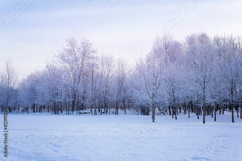 Winter snowy forest landscape, trees covered with snow