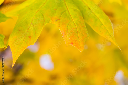 Maple leaf in the autumn period