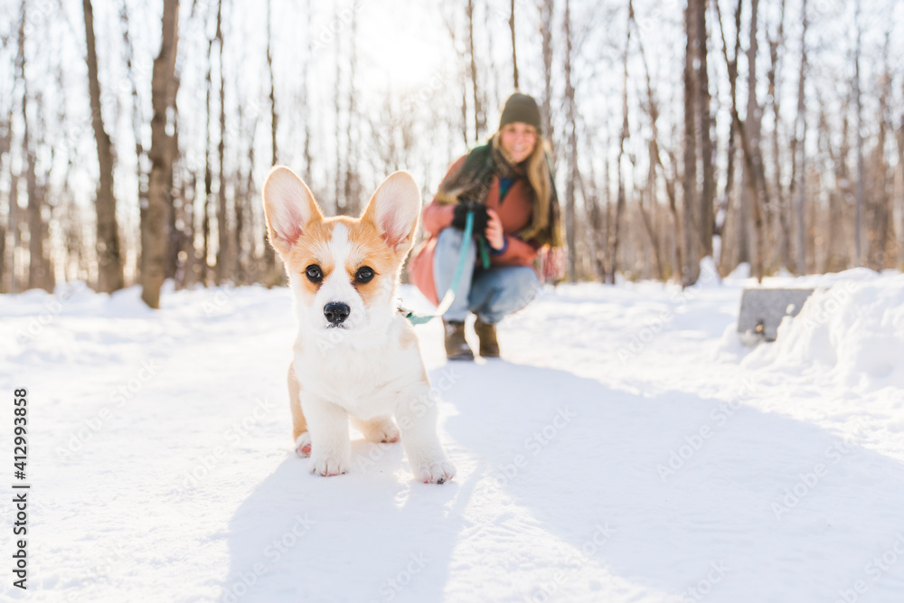 Young happy woman having fun in snowy winter park with Corgi baby dog Young happy woman having fun in snowy winter park with Corgi baby dog