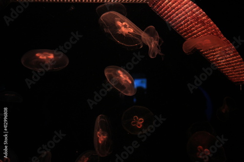 jellyfish in orange backlight on a black background. two colors. transparent jellyfish. minimalism in the photo. many floating medusae in the aquarium