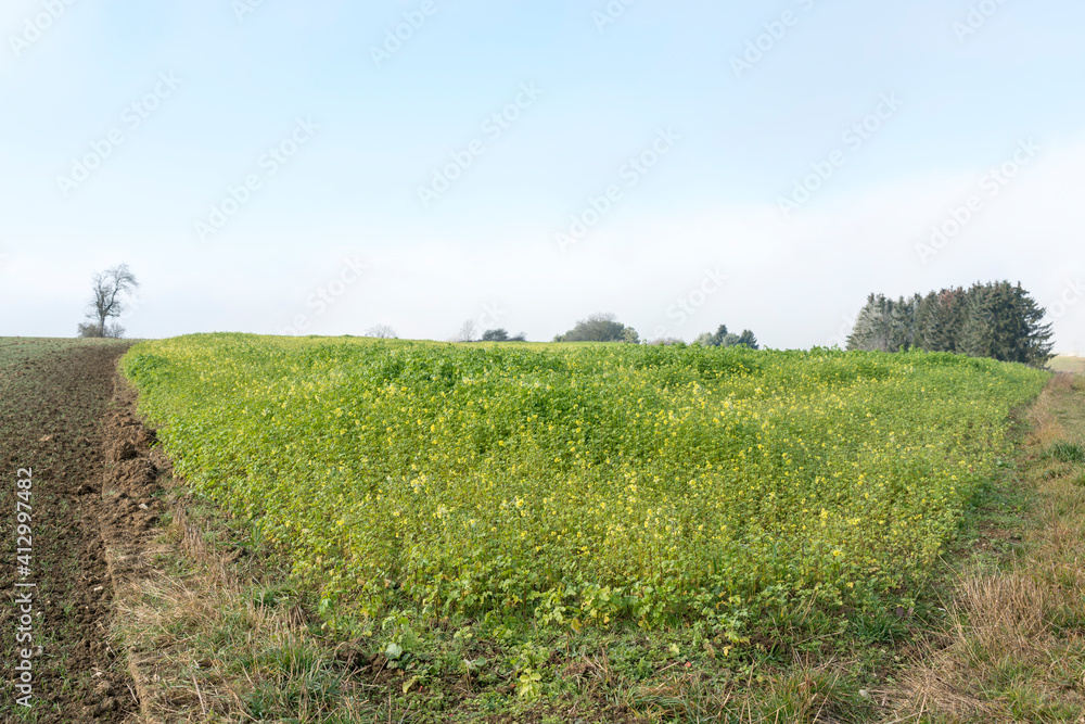 Obraz premium Schwäbische Alb bei Altsteusslingen, Landschaft mit Feldern, Bäumen und Wolken bei Frost und blühendem Raps