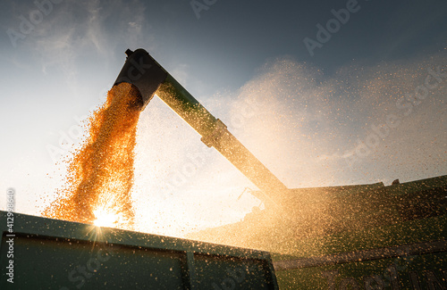 Combine harvester in evening action