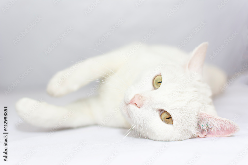 beautiful white cat lying down modeling beautiful white cat lying down modeling
