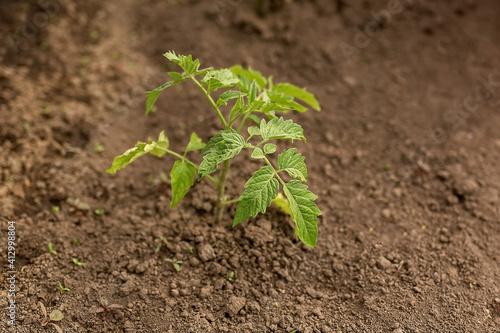Planting tomato seedlings. Young tomato seedlings in a vegetable garden with automatic watering. Close-up of a green young sprout in the ground. Seasonal planting of seedlings of vegetable crops.