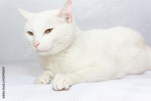 beautiful white cat lying down modeling