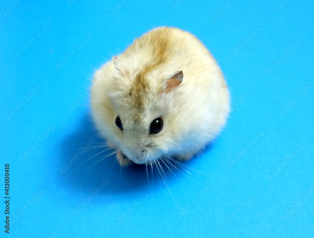 Dzungarian hamster on a blue background