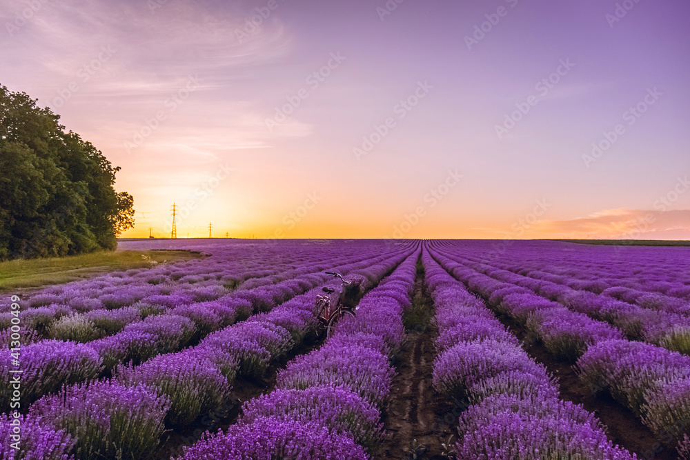 lavender field at sunset lavender field at sunset