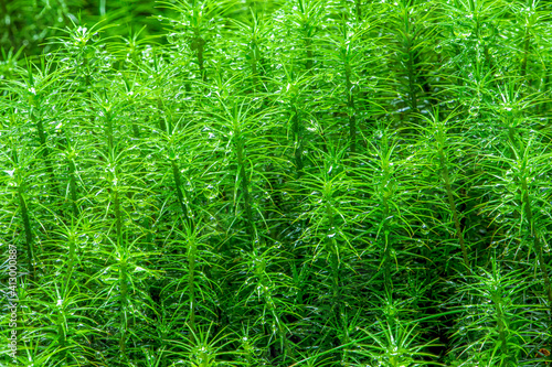 Fresh gree graas with rain drops, Czech republic