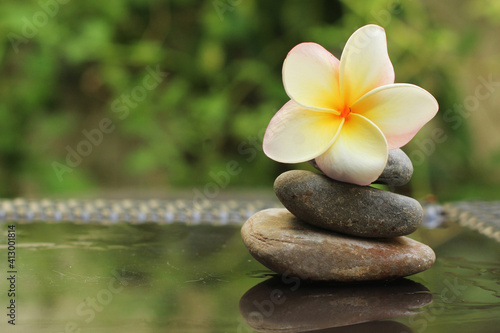 Frangipani flower on stones. Playa del Carmen  Mexico.