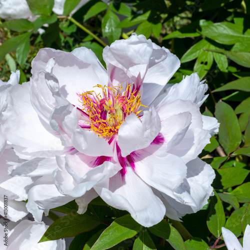 Head of a white peony flower.