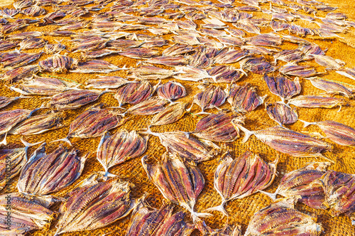 The flattened fish bodies dry in the sun at Negombo port, Sri Lanka. photo