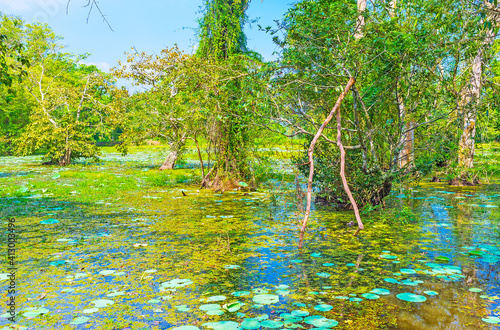 The swamps in forests of Sri Lanka photo