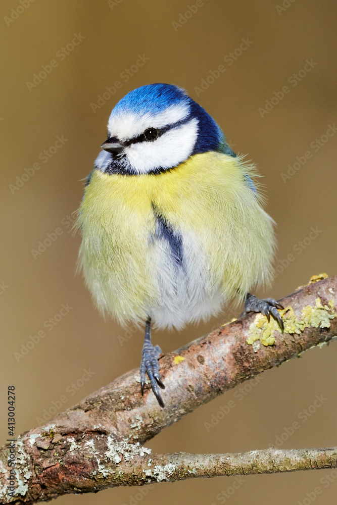 Fototapeta premium Close-up of a fluffy Blue tit (Cyanistes Caeruleus) bird on a tree branch in the forest.