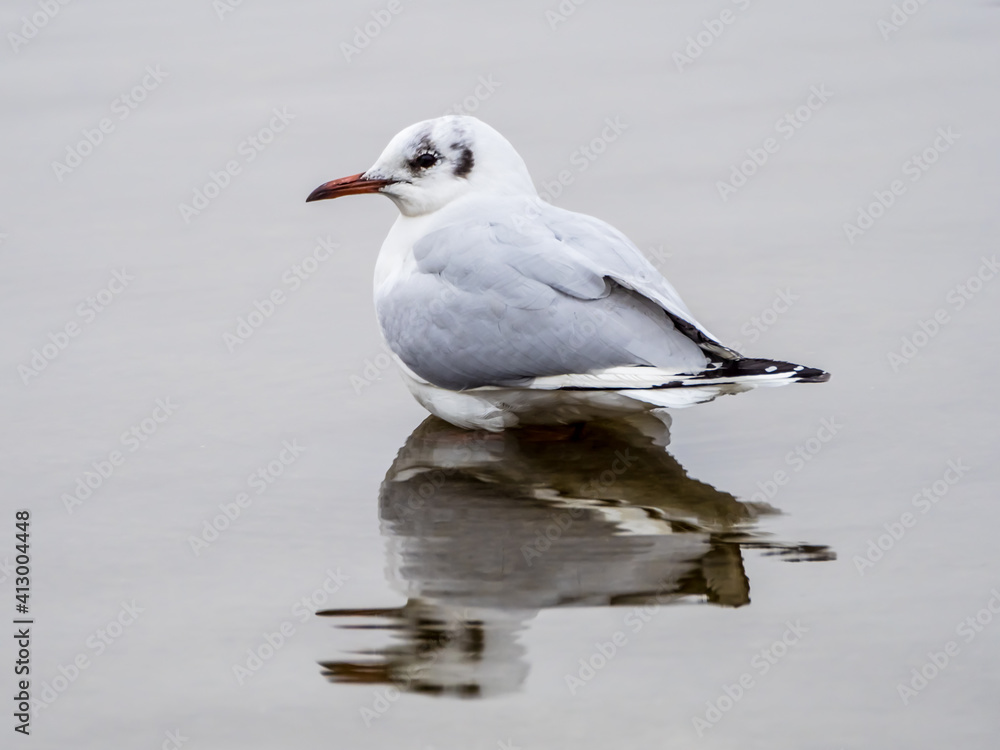 Cute seagull standing in lake symmetrically reflected in water mirror Cute seagull standing in lake symmetrically reflected in water mirror