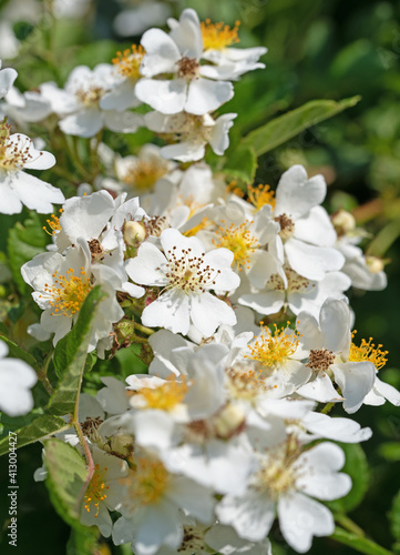 Blühende Hagebutten, Rosa canina, im Frühling