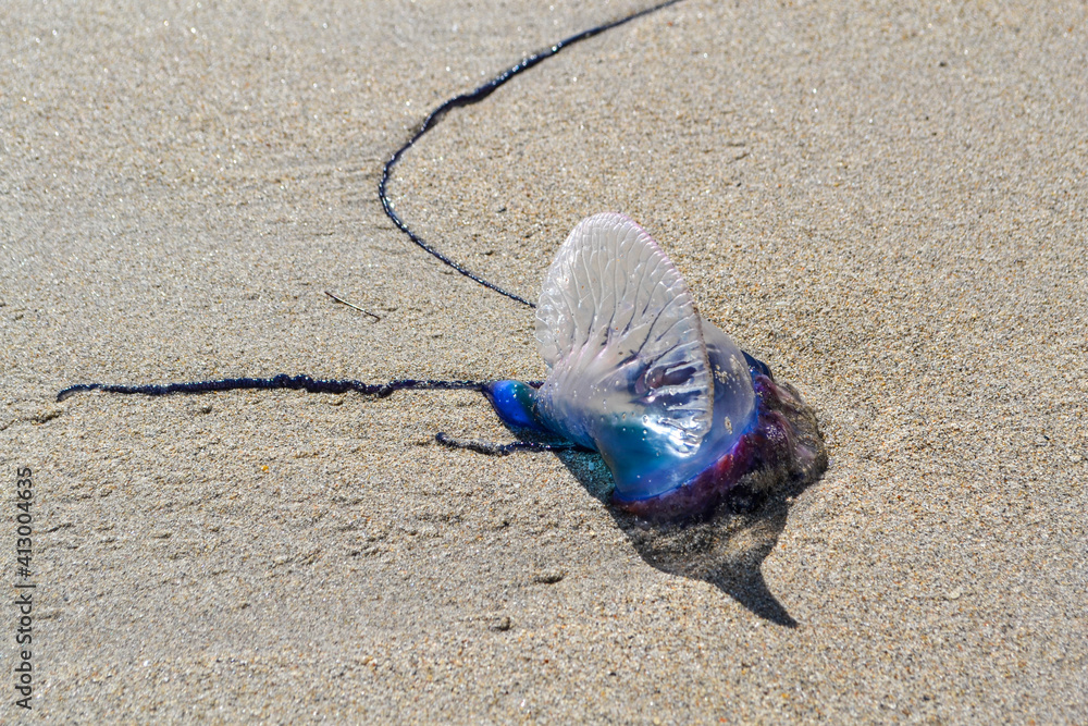 Fototapeta premium MAN-OF-WAR on the beach