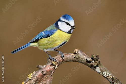 Blue tit (Cyanistes caeruleus) bird perching on curved tree branch in the forest against natural background, close-up. © Thomas Marx
