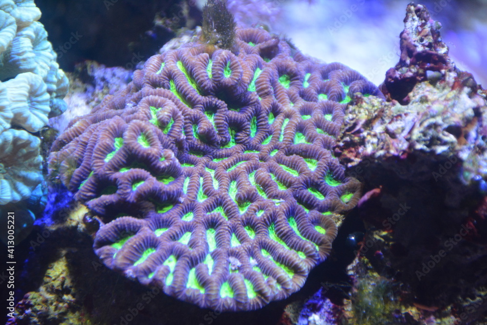 Obraz premium Coral, Reef, Underwater, Aquarium