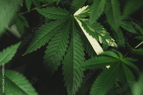 marihuana leaves cannabis