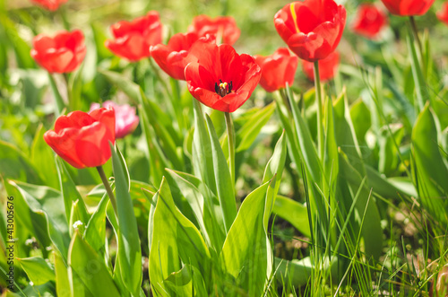 Meadow of red tulips.