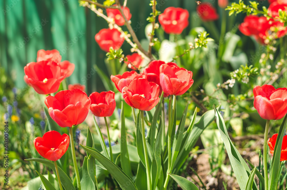 Abundance of spring red tulips Abundance of spring red tulips
