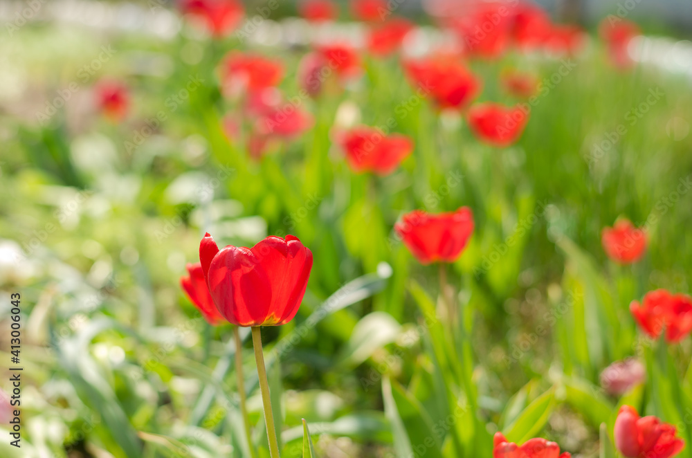 Abundance of spring red tulips