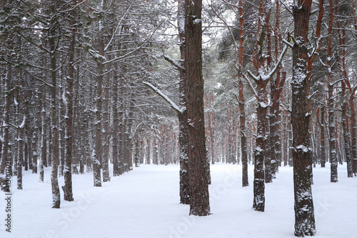 Picturesque view of beautiful forest covered with snow © New Africa