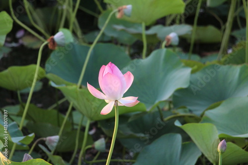 pink lotus 