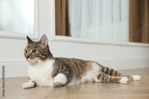 Cute cat resting on warm floor at home, space for text. Heating system