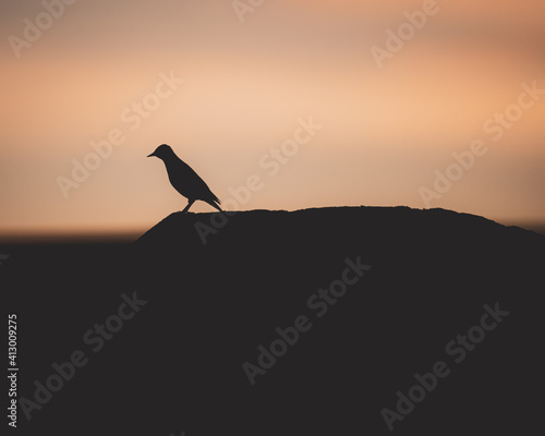 Silhouette of a bird