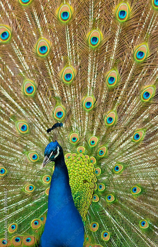 Obraz premium peacock