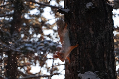 Cute squirrel on pine tree in winter forest © New Africa