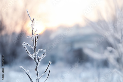 Dry plant covered with hoarfrost outdoors on winter morning  closeup. Space for text