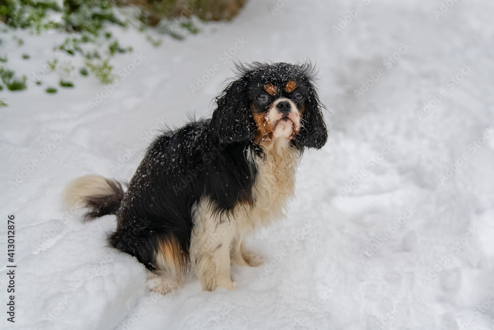 A dog cavalier king charles, a cute puppy under the snow
A dog cavalier king charles, a cute puppy under the snow