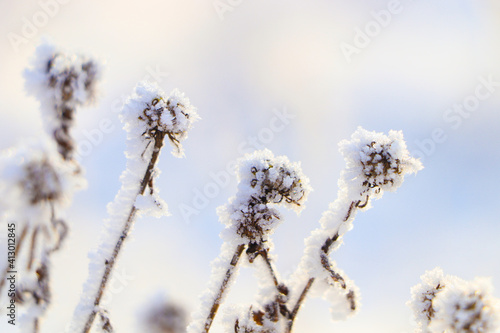 Dry plants covered with hoarfrost outdoors on winter morning, closeup