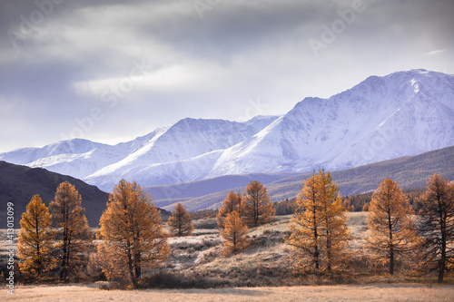 Mountain autumn landscape, valley, mountains with snow in the background, tree, Altai, Russia