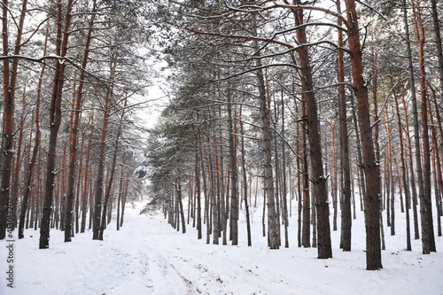 Beautiful forest covered with snow in winter © New Africa