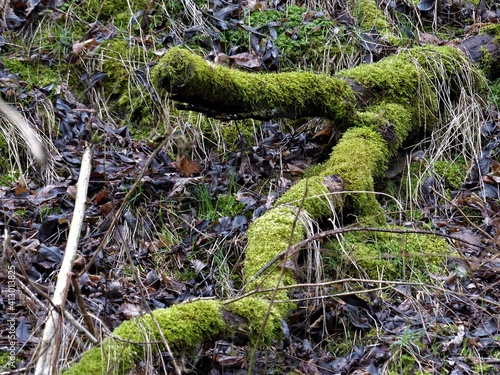 Moosbewachsener Baumast auf dem Waldboden