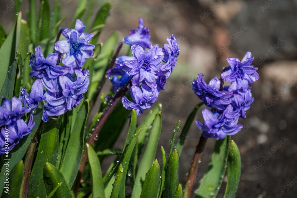 Spring primroses hyacinths covered with raindrops