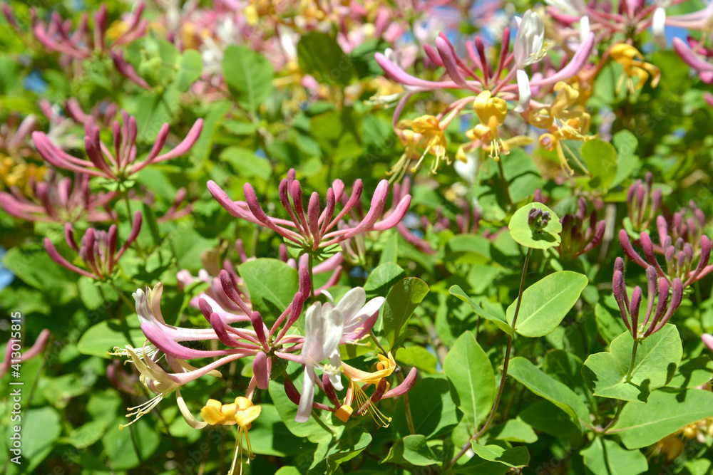 Flowering honeysuckle caprifol (Lonicera caprifolium L.). Background Flowering honeysuckle caprifol (Lonicera caprifolium L.). Background