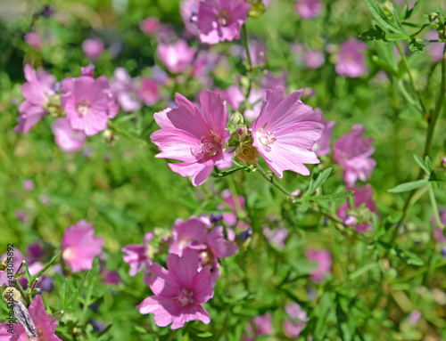Foto Musk beetle flowers (Malva moschata L.)