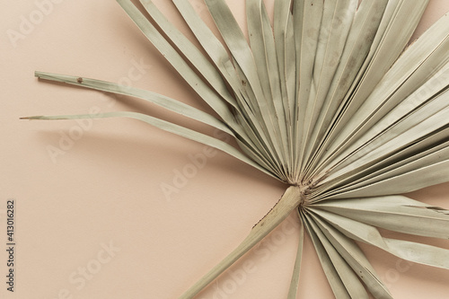 Dry tropical exotic palm leaf on pale pastel peachy background. Flat lay, top view minimalist floral pattern aesthetic composition. Summer time concept.