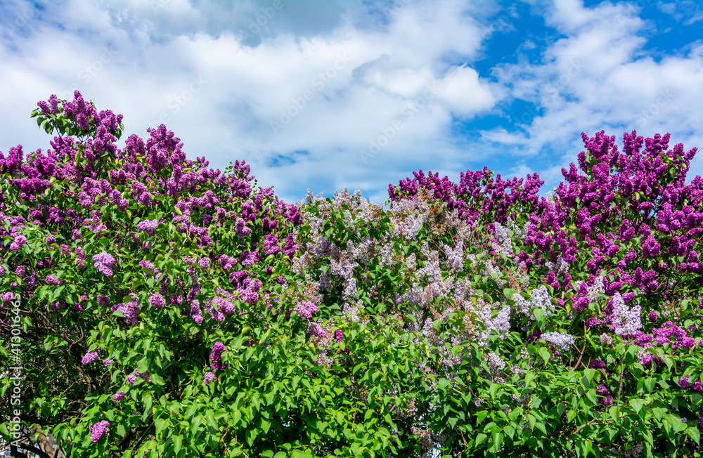Blooming lilac flowers in spring, Saint Petersburg, Russia Blooming lilac flowers in spring, Saint Petersburg, Russia